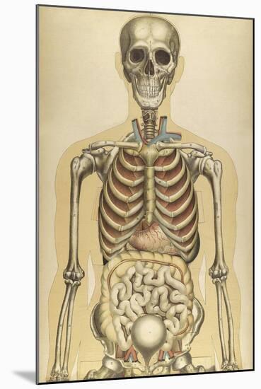 The Human Body with Superimposed Colored Plates by Julien Bougle-Stocktrek Images-Mounted Art Print