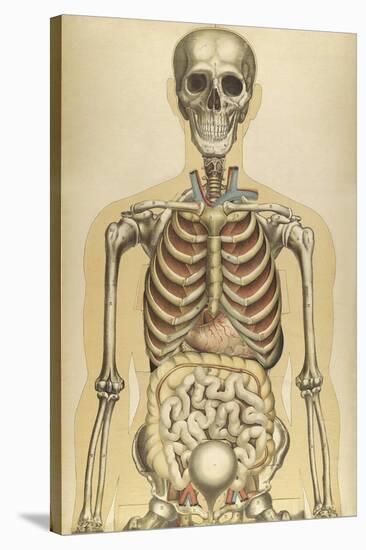 The Human Body with Superimposed Colored Plates by Julien Bougle-Stocktrek Images-Stretched Canvas