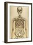 The Human Body with Superimposed Colored Plates by Julien Bougle-Stocktrek Images-Framed Art Print