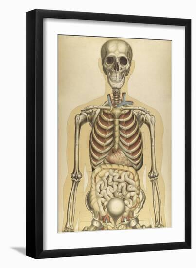 The Human Body with Superimposed Colored Plates by Julien Bougle-Stocktrek Images-Framed Art Print