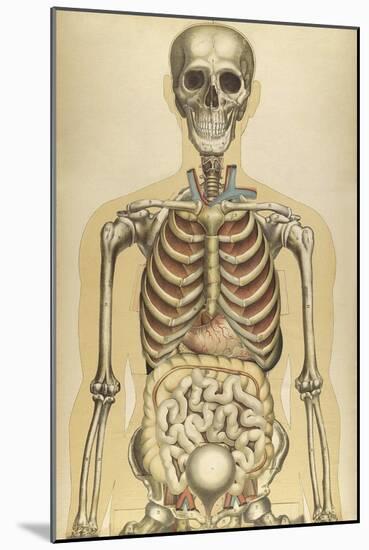 The Human Body with Superimposed Colored Plates by Julien Bougle-Stocktrek Images-Mounted Art Print