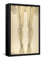 The Human Body with Superimposed Colored Plates by Julien Bougle-Stocktrek Images-Framed Stretched Canvas