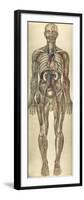 The Human Body with Superimposed Colored Plates by Julien Bougle-Stocktrek Images-Framed Art Print