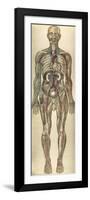 The Human Body with Superimposed Colored Plates by Julien Bougle-Stocktrek Images-Framed Art Print