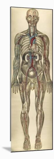 The Human Body with Superimposed Colored Plates by Julien Bougle-Stocktrek Images-Mounted Art Print