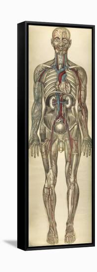 The Human Body with Superimposed Colored Plates by Julien Bougle-Stocktrek Images-Framed Stretched Canvas