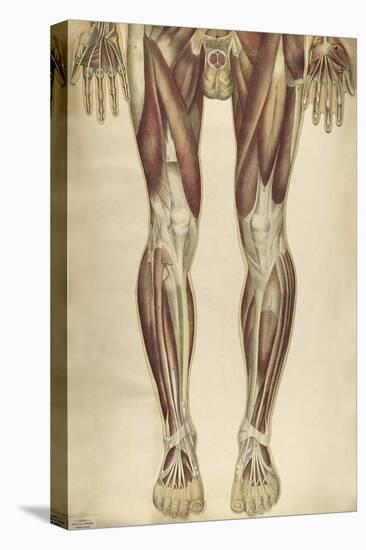 The Human Body with Superimposed Colored Plates by Julien Bougle-Stocktrek Images-Stretched Canvas