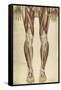 The Human Body with Superimposed Colored Plates by Julien Bougle-Stocktrek Images-Framed Stretched Canvas
