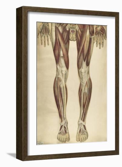 The Human Body with Superimposed Colored Plates by Julien Bougle-Stocktrek Images-Framed Art Print