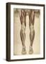 The Human Body with Superimposed Colored Plates by Julien Bougle-Stocktrek Images-Framed Art Print