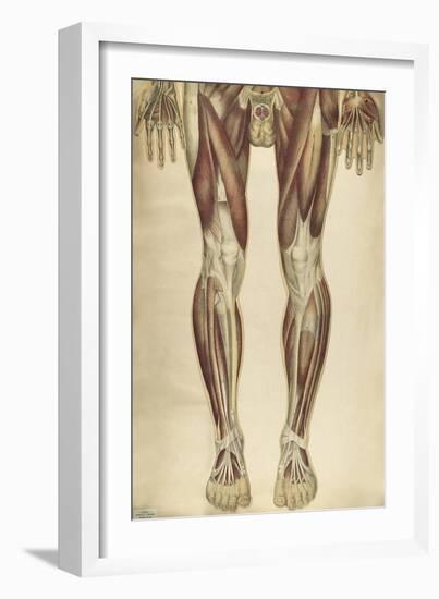 The Human Body with Superimposed Colored Plates by Julien Bougle-Stocktrek Images-Framed Art Print