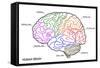 The Human Brain Structure-boscorelli-Framed Stretched Canvas