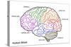 The Human Brain Structure-boscorelli-Stretched Canvas