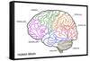 The Human Brain Structure-boscorelli-Framed Stretched Canvas