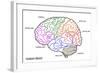 The Human Brain Structure-boscorelli-Framed Art Print