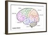 The Human Brain Structure-boscorelli-Framed Art Print