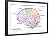 The Human Brain Structure-boscorelli-Framed Art Print