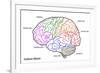 The Human Brain Structure-boscorelli-Framed Art Print