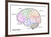 The Human Brain Structure-boscorelli-Framed Art Print