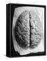 The Human Brain-null-Framed Stretched Canvas