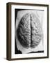 The Human Brain-null-Framed Photographic Print