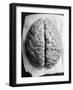 The Human Brain-null-Framed Photographic Print