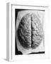 The Human Brain-null-Framed Photographic Print