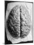 The Human Brain-null-Mounted Photographic Print