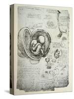 The Human Foetus in the Womb, Facsimile Copy-Leonardo da Vinci-Stretched Canvas