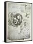The Human Foetus in the Womb, Facsimile Copy-Leonardo da Vinci-Framed Stretched Canvas