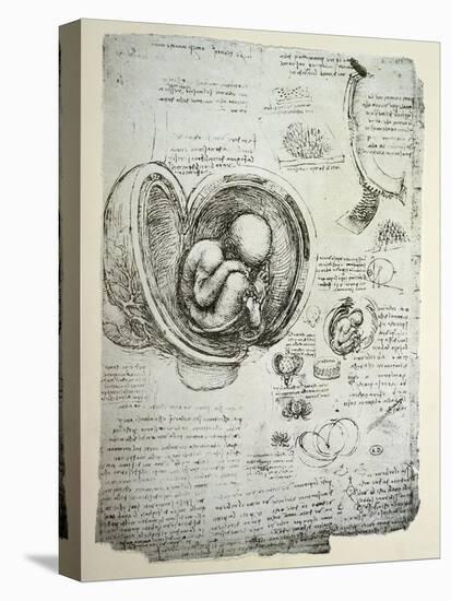 The Human Foetus in the Womb, Facsimile Copy-Leonardo da Vinci-Stretched Canvas
