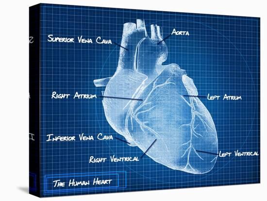 The Human Heart Blueprint-Digital Storm-Stretched Canvas