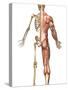 The Human Skeleton And Muscular System, Back View-Stocktrek Images-Stretched Canvas