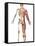 The Human Skeleton And Muscular System, Back View-Stocktrek Images-Framed Stretched Canvas