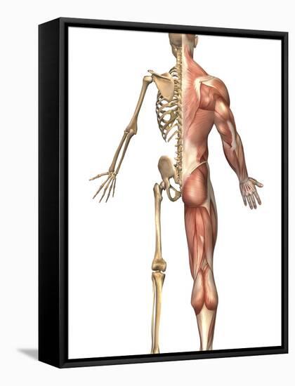 The Human Skeleton And Muscular System, Back View-Stocktrek Images-Framed Stretched Canvas