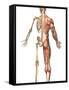The Human Skeleton And Muscular System, Back View-Stocktrek Images-Framed Stretched Canvas