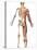 The Human Skeleton And Muscular System, Back View-Stocktrek Images-Stretched Canvas