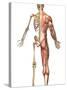 The Human Skeleton And Muscular System, Back View-Stocktrek Images-Stretched Canvas