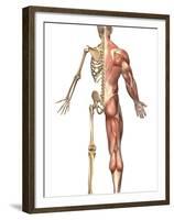 The Human Skeleton And Muscular System, Back View-Stocktrek Images-Framed Premium Photographic Print