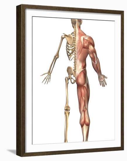 The Human Skeleton And Muscular System, Back View-Stocktrek Images-Framed Premium Photographic Print