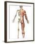 The Human Skeleton And Muscular System, Back View-Stocktrek Images-Framed Premium Photographic Print