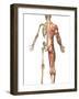 The Human Skeleton And Muscular System, Back View-Stocktrek Images-Framed Photographic Print