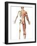 The Human Skeleton And Muscular System, Back View-Stocktrek Images-Framed Photographic Print