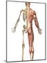 The Human Skeleton And Muscular System, Back View-Stocktrek Images-Mounted Photographic Print