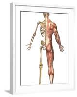 The Human Skeleton And Muscular System, Back View-Stocktrek Images-Framed Photographic Print