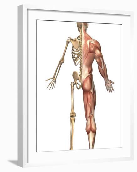 The Human Skeleton And Muscular System, Back View-Stocktrek Images-Framed Photographic Print