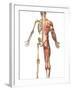 The Human Skeleton And Muscular System, Back View-Stocktrek Images-Framed Photographic Print