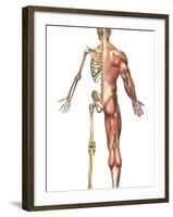 The Human Skeleton And Muscular System, Back View-Stocktrek Images-Framed Photographic Print