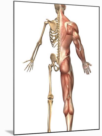 The Human Skeleton And Muscular System, Back View-Stocktrek Images-Mounted Photographic Print