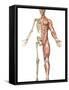 The Human Skeleton And Muscular System, Front View-Stocktrek Images-Framed Stretched Canvas